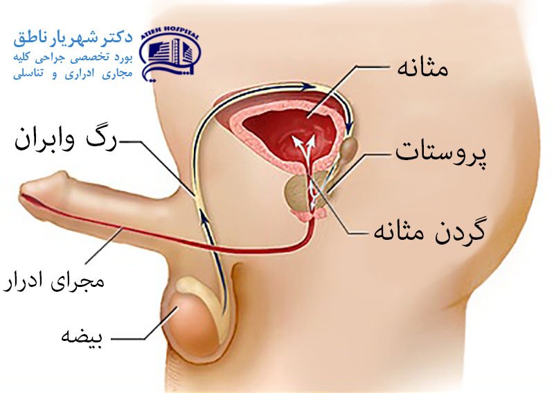 علت پرتاب نشدن اسپرم